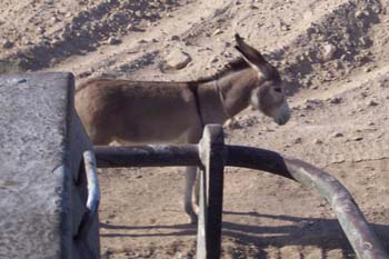 Donkey in IRAQ by RSO Tank
